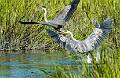 Great Blue Heron-8